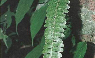 Arthropteris palisotii 藤蕨