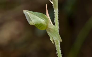 Goodyera seikoomontana Yamam. 哥綠懷蘭