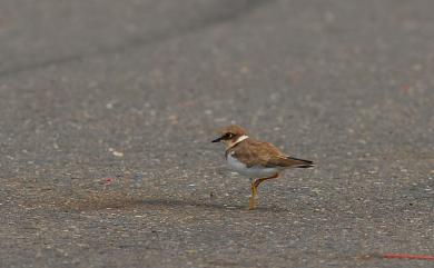 Charadrius dubius curonicus Gmelin, 1789 小環頸鴴