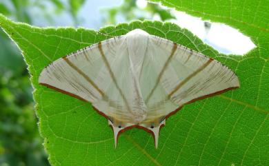 Ourapteryx clara formosana Matsumura, 1910 福爾摩沙尾尺蛾