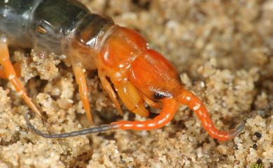 Scolopendra multidens Newport, 1844 多棘蜈蚣