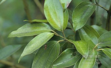 Cinnamomum verum J.Presl 錫蘭肉桂