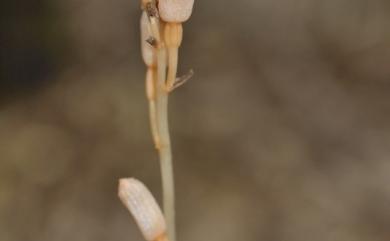 Gastrodia peichatieniana 秋赤箭