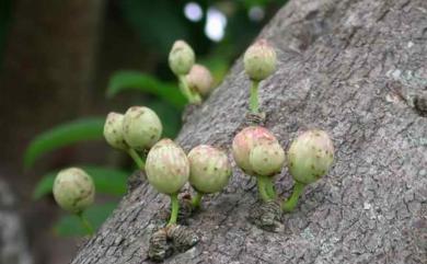 Ficus subpisocarpa Gagnep. 雀榕