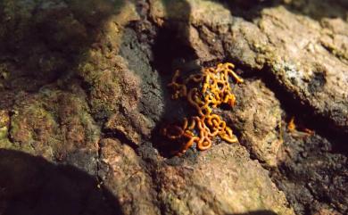 Hemitrichia serpula (Scop.) Rost. 蛇形半網黏菌