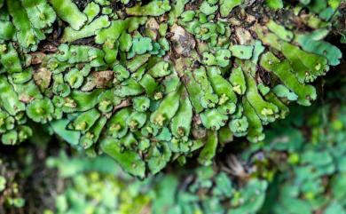 Plagiochasma japonicum (Steph.) C.Massal. 日本紫背蘚