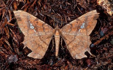 Amblychia angeronaria Guenée, 1857 白斑褐尺蛾