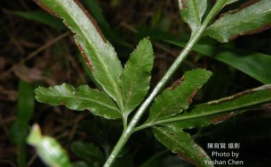 Pteris ensiformis Burm. 箭葉鳳尾蕨