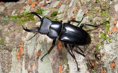 Dorcus yamadai (Miwa, 1937) 刀鍬形蟲