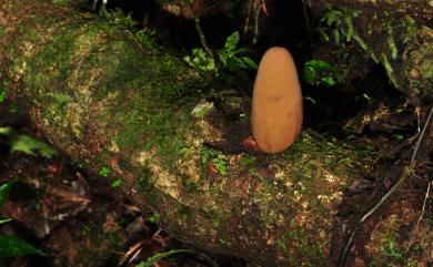 Xylaria telfairii (Berk.) Fr. 泰菲爾氏炭角菌