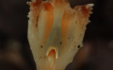 Gastrodia albida 白赤箭