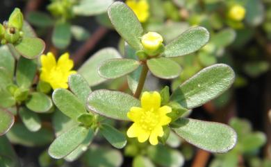 Portulaca oleracea L. 馬齒莧