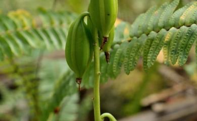 Geodorum densiflorum 垂頭地寶蘭