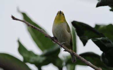 Zosterops japonicus Temminck & Schlegel, 1847 日菲繡眼