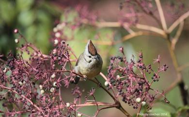 Yuhina brunneiceps Ogilvie-Grant, 1906 冠羽畫眉