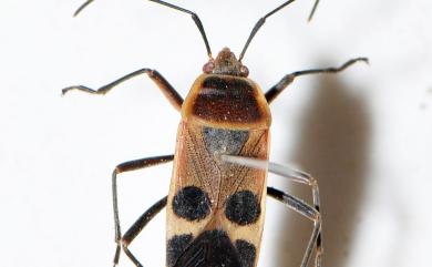 Physopelta gutta gutta (Burmeister, 1834) 突背斑紅蝽