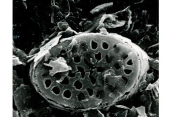 Pontosphaera multipora (Kamptner) P.H.Roth