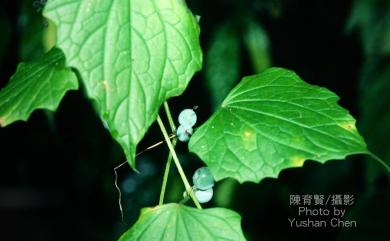 Zehneria mucronata (Blume) Miq. 黑果馬㼎兒