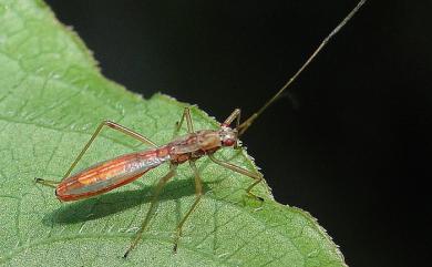 Phaenacantha trilineata Horváth, 1908 環足突束蝽