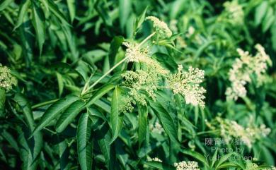 Sambucus chinensis Lindl. 冇骨消