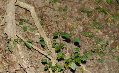 Pupalia micrantha Hauman 小花鉤牛膝