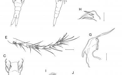 Odontomolgus cognatus Cheng, Ho & Dai, 2016 似掌葉奧多珊虱