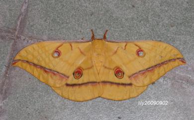 Antheraea superba Inoue, 1964 大透目天蠶蛾