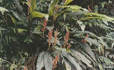 Alpinia japonica 山薑