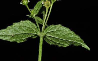 Galinsoga parviflora Cav. 小米菊