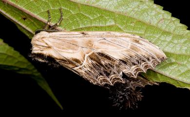 Dudusa sphingiformis Moore, 1872 黑蕊尾舟蛾