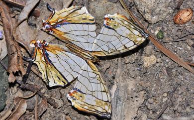 Cyrestis thyodamas formosana Fruhstorfer, 1898 網絲蛺蝶