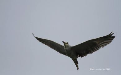 Nycticorax nycticorax nycticorax (Linnaeus, 1758) 夜鷺