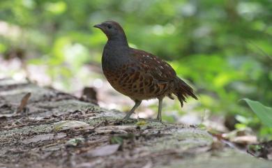 Bambusicola sonorivox Gould, 1863 臺灣竹雞