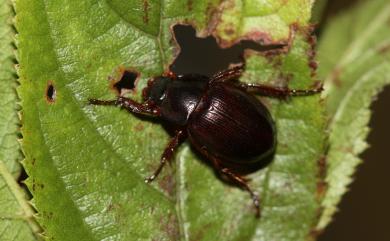 Scarabaeidae Latreille, 1802 金龜子科