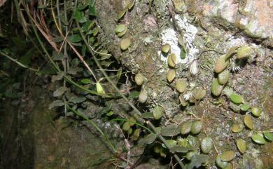 Bulbophyllum drymoglossum Maxim. 狹萼豆蘭