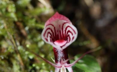 Corybas himalaicus 喜馬拉雅盔蘭