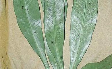 Microsorum steerei (Harr.) Ching 廣葉星蕨