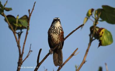 Pomatorhinus musicus Swinhoe, 1859 小彎嘴