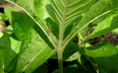 Ruellia tuberosa L. 塊根蘆利草