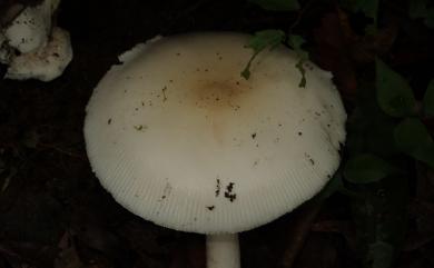 Amanita