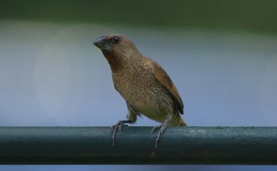 Lonchura punctulata topela 斑文鳥