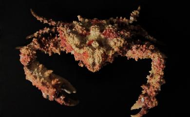 Daldorfia horrida (Linnaeus, 1758) 粗糙蝕菱蟹