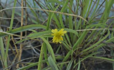 Ixeris tamagawaensis 澤苦菜