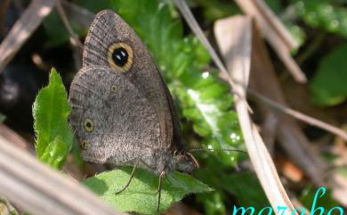 Ypthima norma posticalis Matsumura, 1909 罕波眼蝶