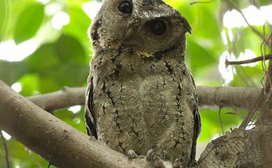 Otus lettia glabripes (Swinhoe, 1870) 領角鴞(台灣亞種)