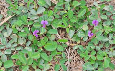 Grona heterophylla (Willd.) H.Ohashi & K.Ohashi 變葉山螞蝗