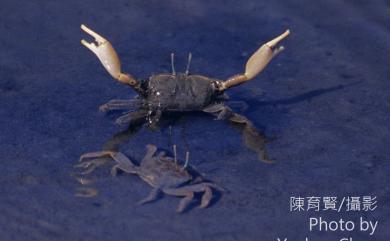 Macrophthalmus banzai Wada & Sakai, 1989 萬歲大眼蟹