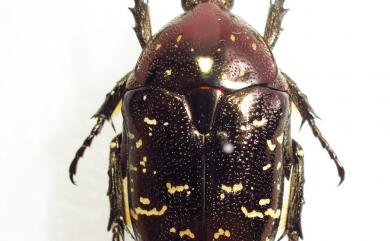 Protaetia orientalis sakaii Kobayashi, 1994 東方白點花金龜