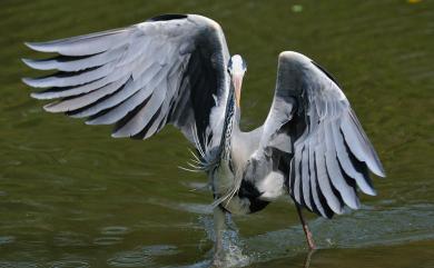 Ardea cinerea jouyi Clark, 1907 蒼鷺