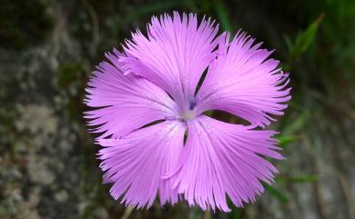 Dianthus palinensis S.S.Ying 巴陵石竹